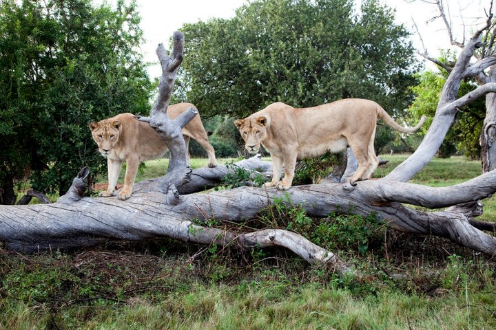 Lions at Lion Park, South Africa