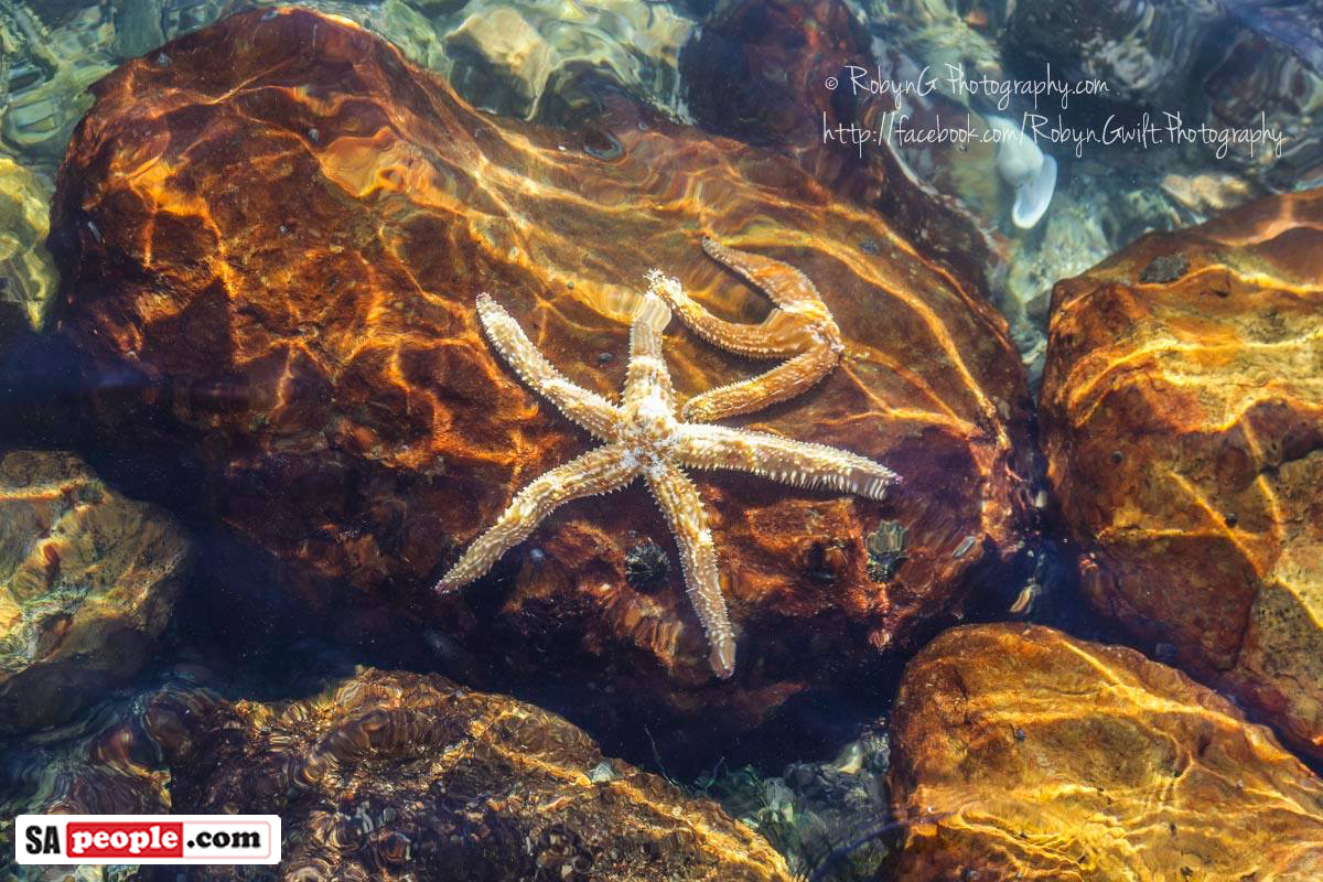 Operation Starfish Rescue