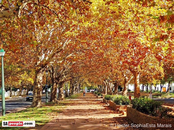autumn in Stellenbosch