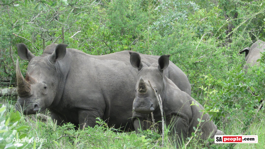 Africa's Big Five - rhino