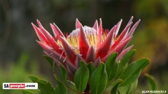 king protea south african national flower