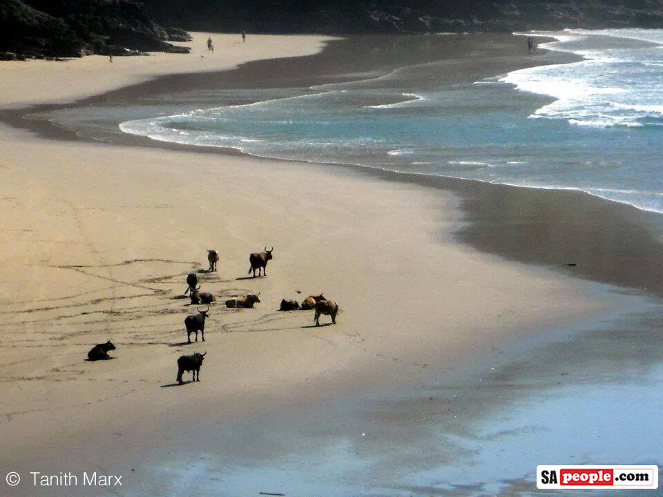 wild-coast-sea-2