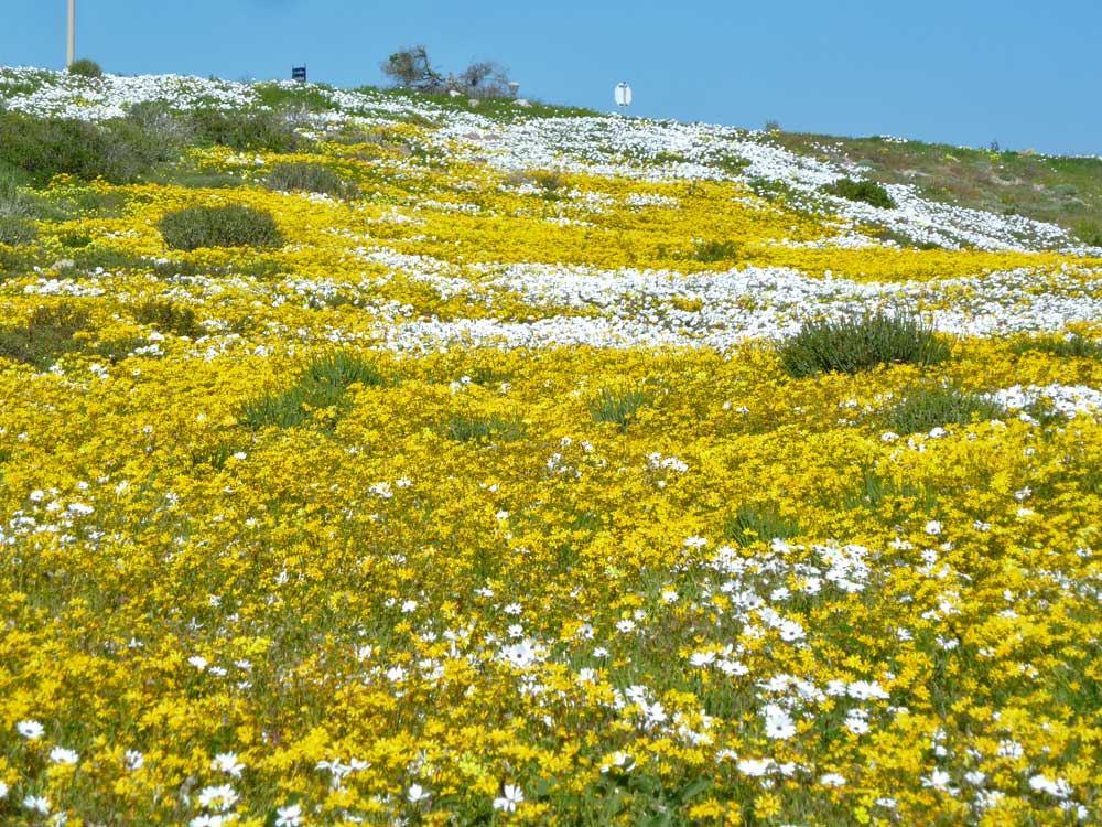 Spring Flowers South Africa Spring Flowers South Africa