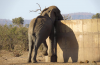 Thirsty elephants, Kruger National Park, South Africa