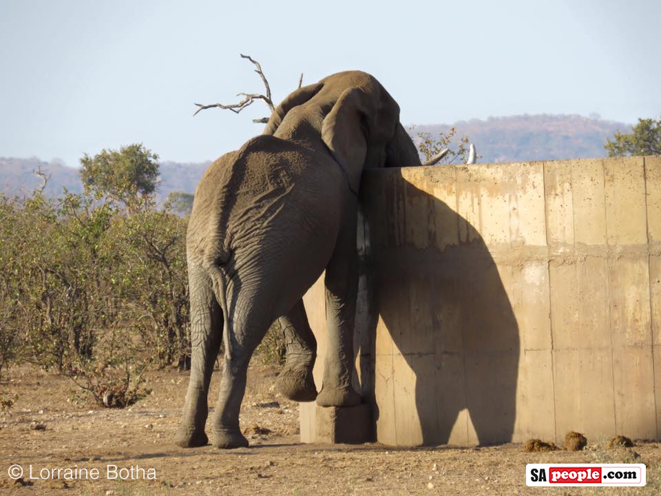 Thirsty elephants, Kruger National Park, South Africa
