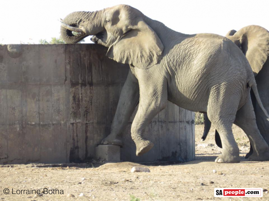 Thirsty elephants, Kruger National Park, South Africa