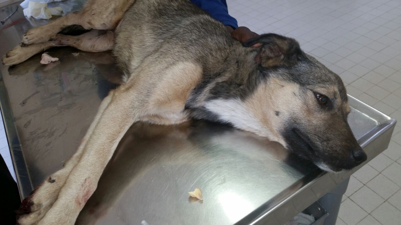 Amy is a German Shephard Cross that was rescued from a drain by the SPCA in Welkom.