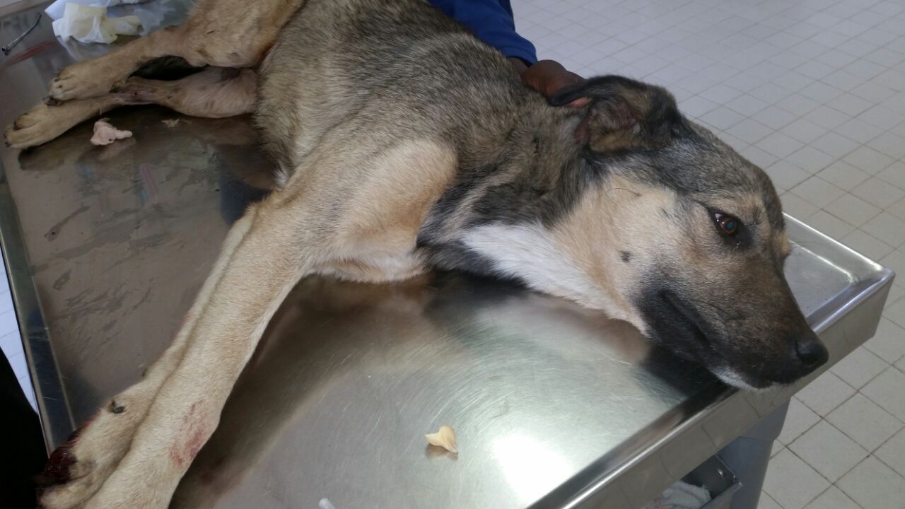 Amy is a German Shephard Cross that was rescued from a drain by the SPCA in Welkom. Amy is a German Shephard Cross that was rescued from a drain by the SPCA in Welkom.