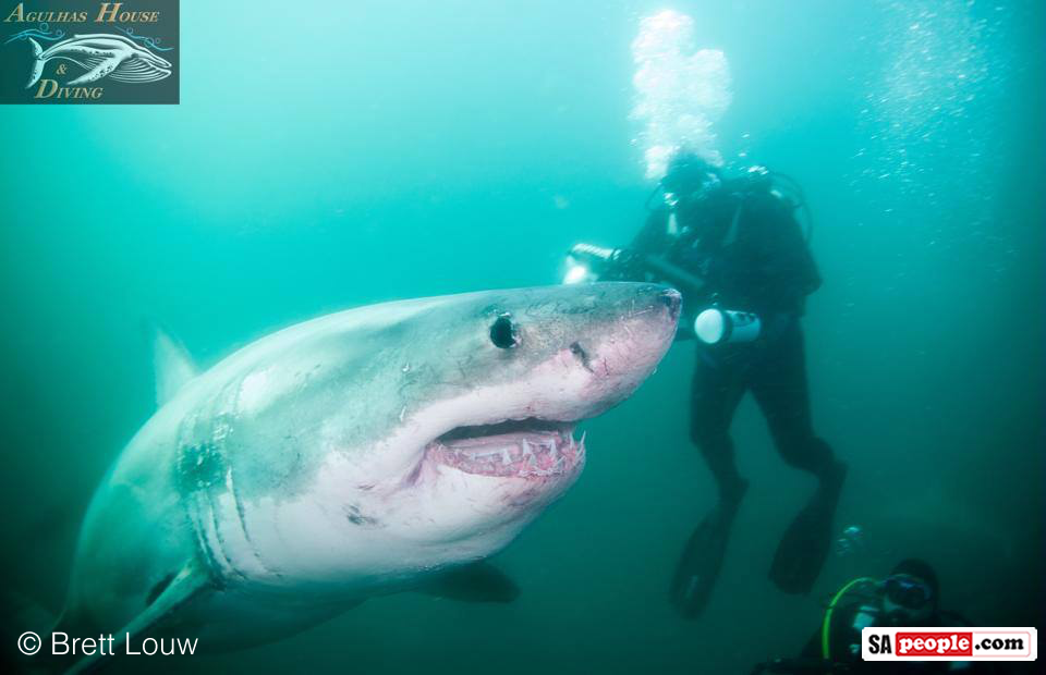 Great White Shark, South Africa