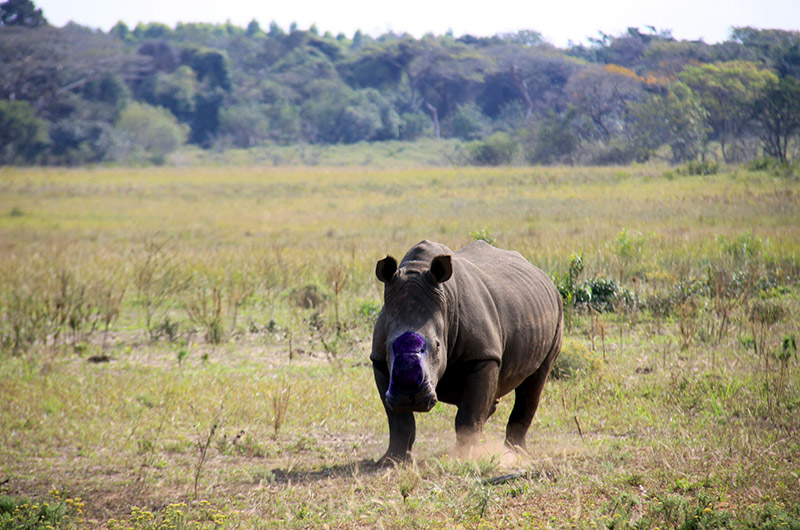 iSimangaliso iSimangaliso