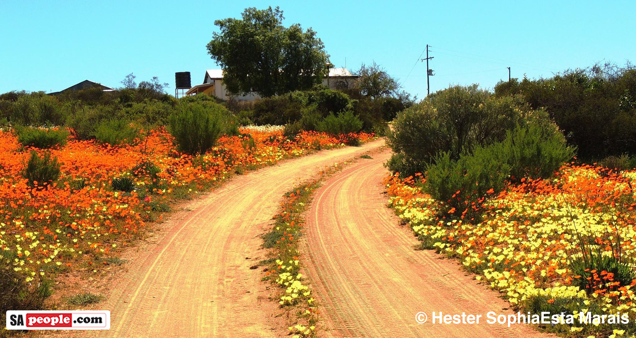 Namaqualand’s Fabulous Feast of Flowers. A Visual Extravaganza