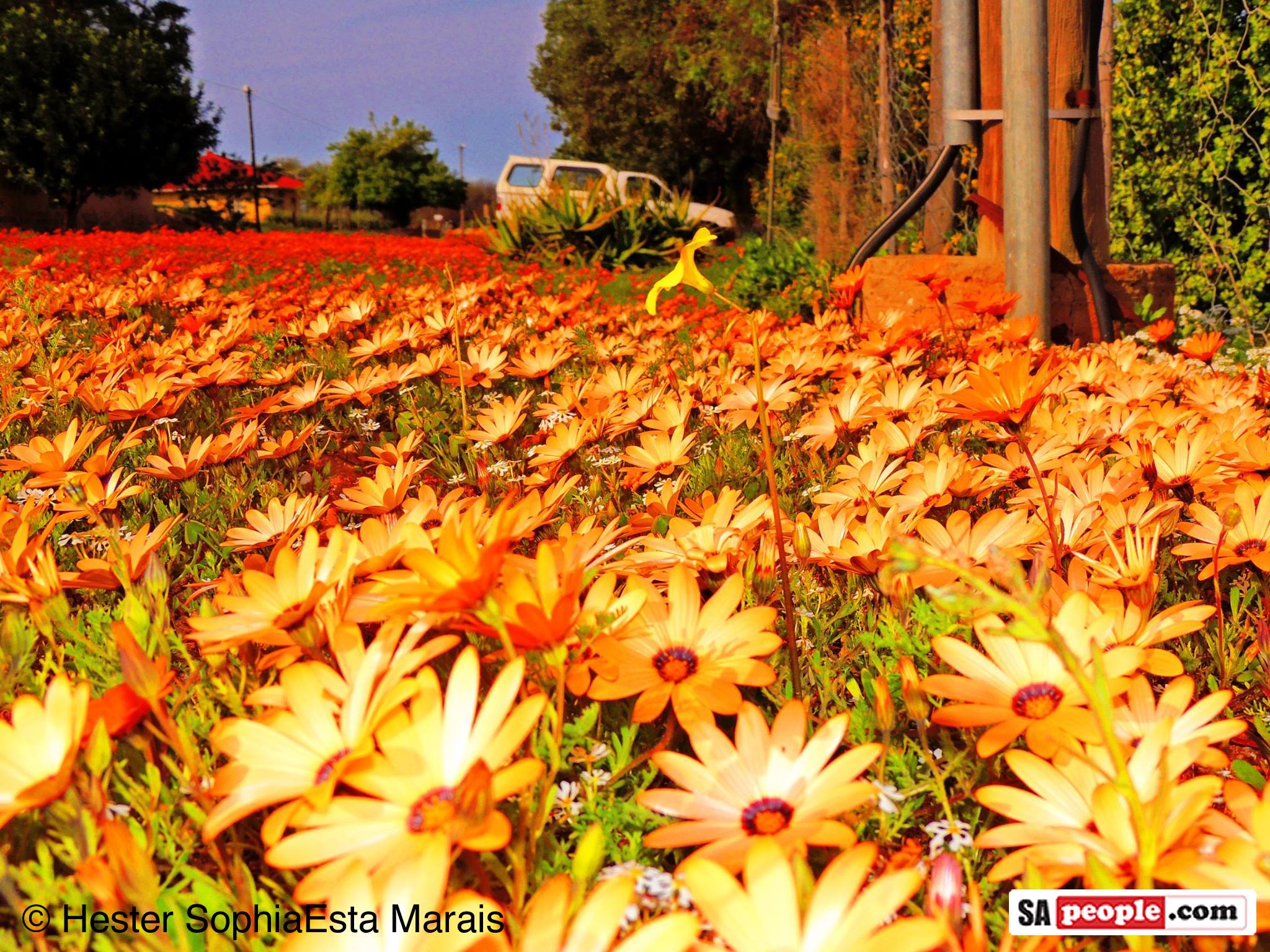 Namaqualand’s Fabulous Feast of Flowers. A Visual Extravaganza