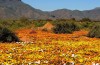Namaqualand Spring Flowers