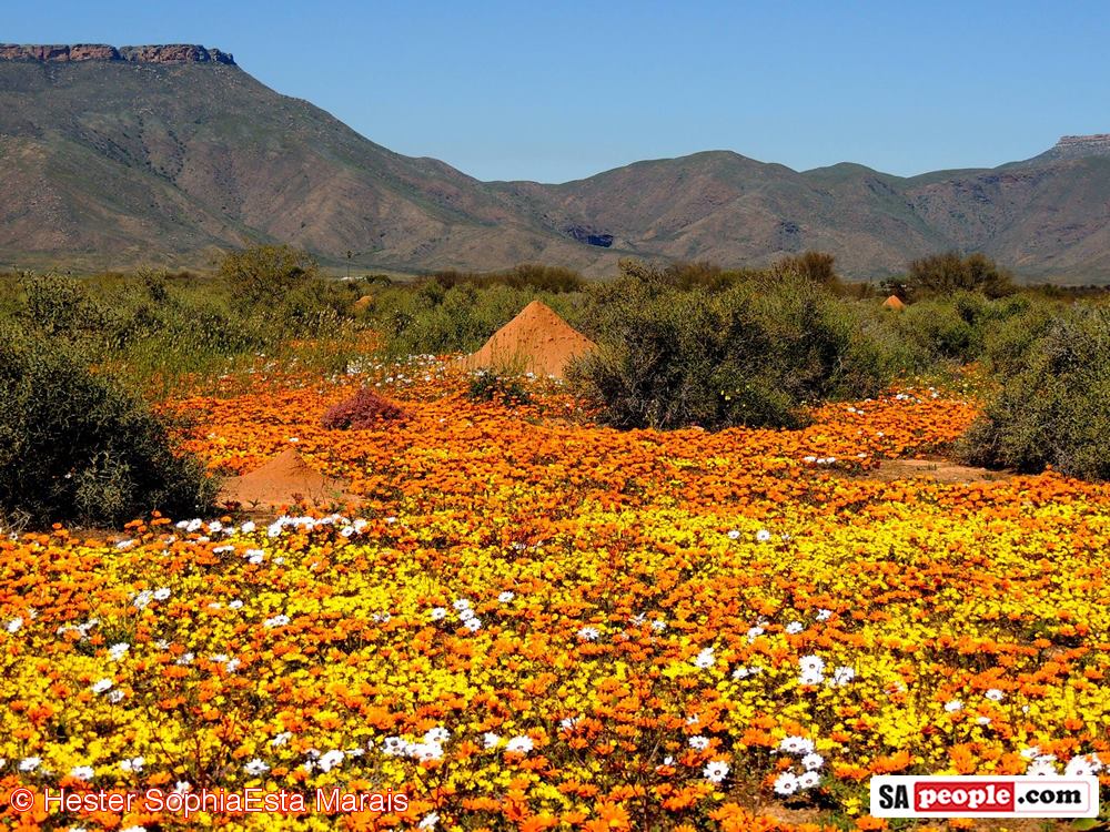 Namaqualand Spring Flowers Namaqualand Spring Flowers