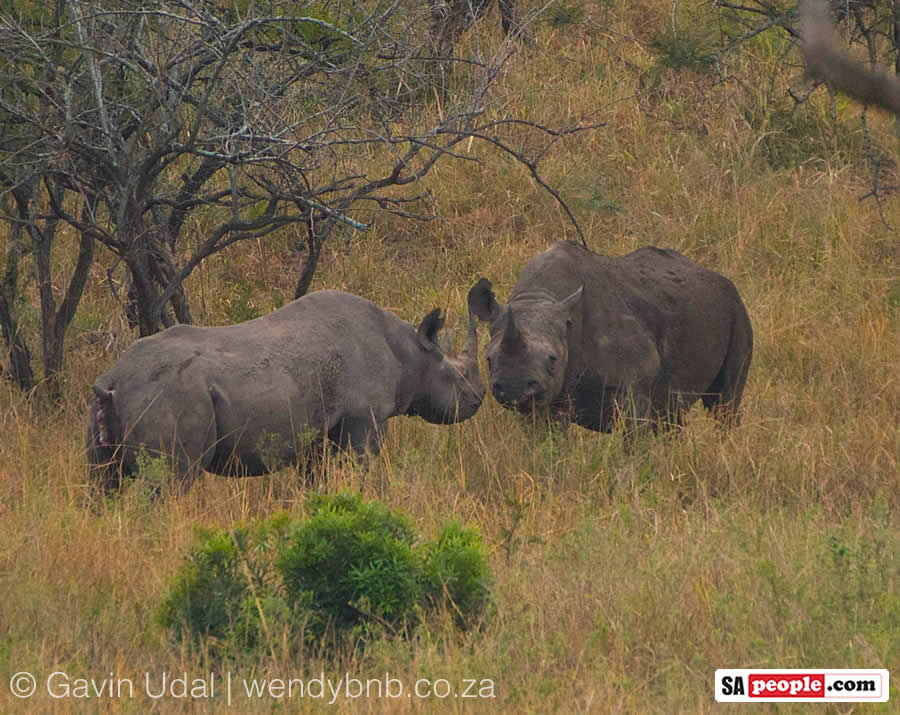 Black Rhino mating in South Africa