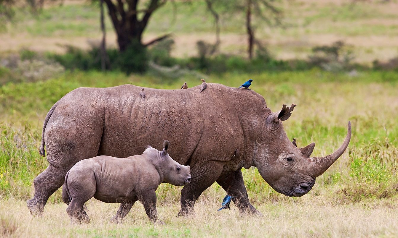 North Korean Diplomat Kicked Out of SA for Trading Rhino Horn - SAPeople -  Your Worldwide South African Community