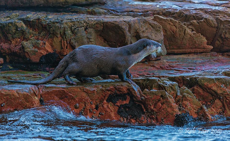 Awesome Cape Otter PHOTOS - SAPeople - Worldwide South African News