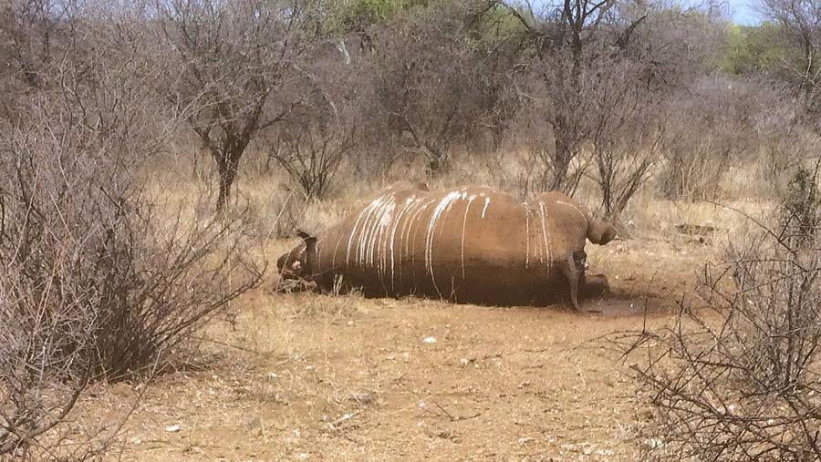 Rhino Poaching South Africa