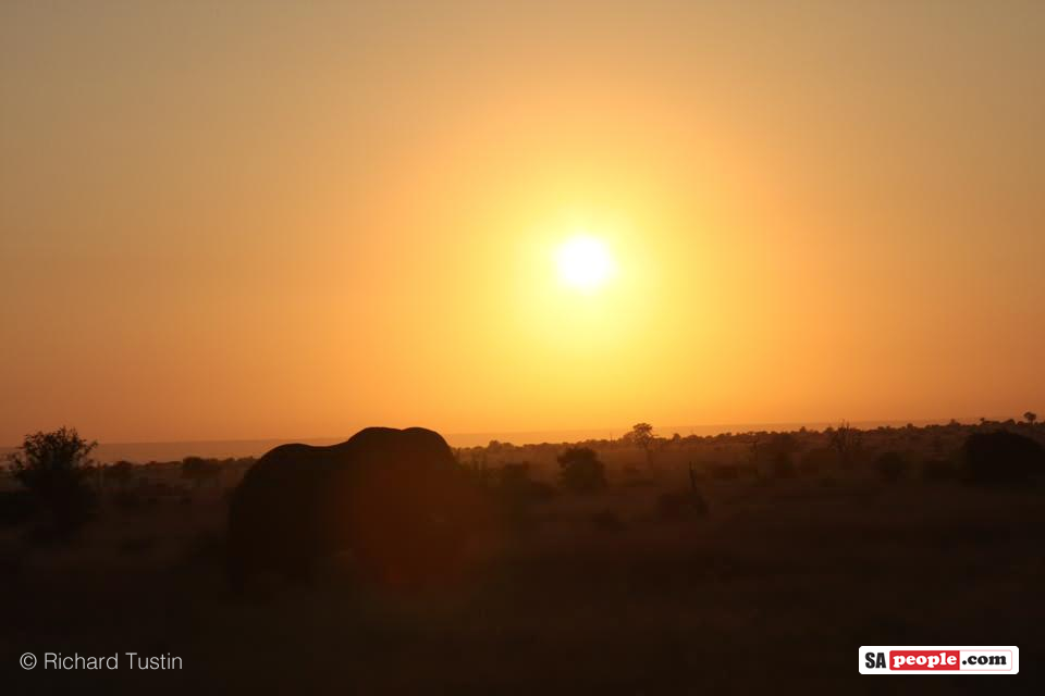kruger-elephant