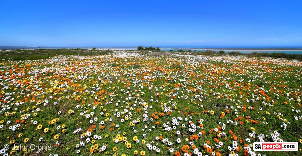 Langebaan Flowers Langebaan Flowers