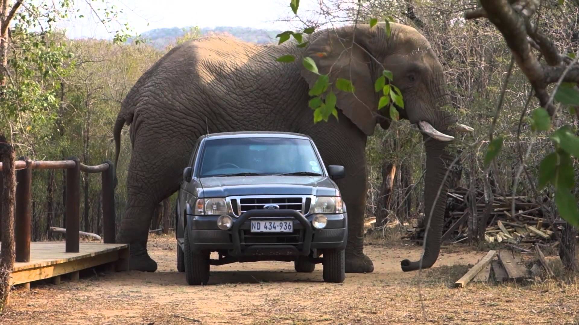 The African giants animal. Big Elephant Pet. Фото исполнителя Crazy Elephant. Elephants as Pets.