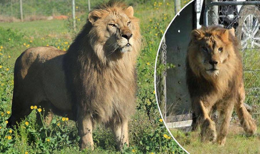 lions-shamwari