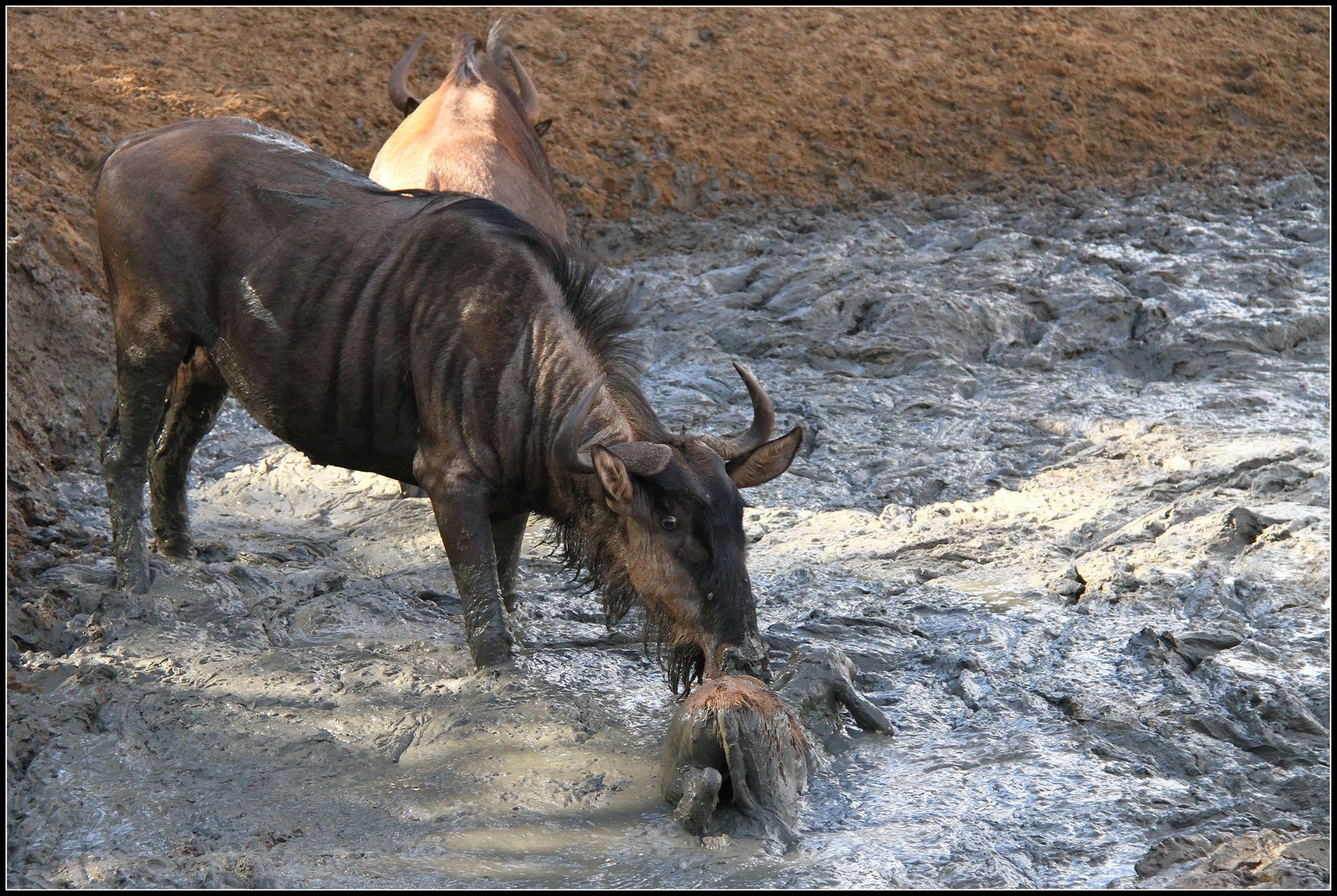 Drought Leaves Animals Stuck in the Mud. PHOTOS & SANParks' Plans