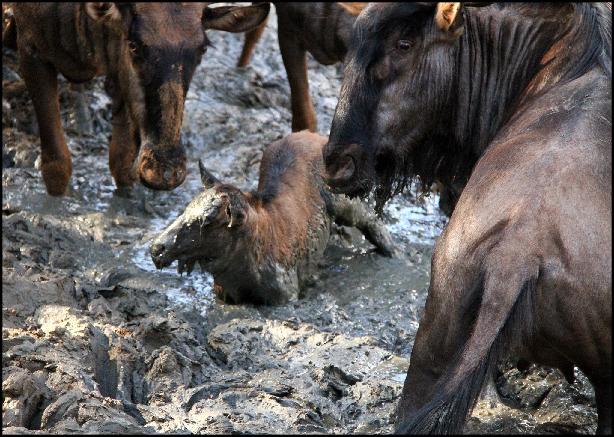 Drought Leaves Animals Stuck in the Mud. PHOTOS & SANParks' Plans