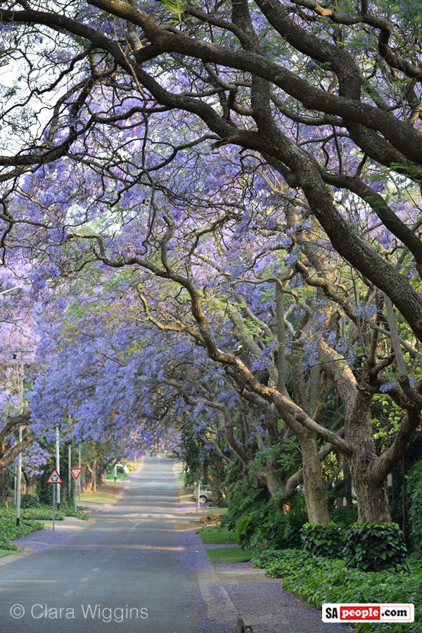 PHOTOS of Pretty Pretoria with a Wondrous Display of White Jacaranda Trees SAPeople