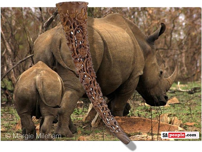 rhino-horn3
