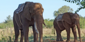 elephantride