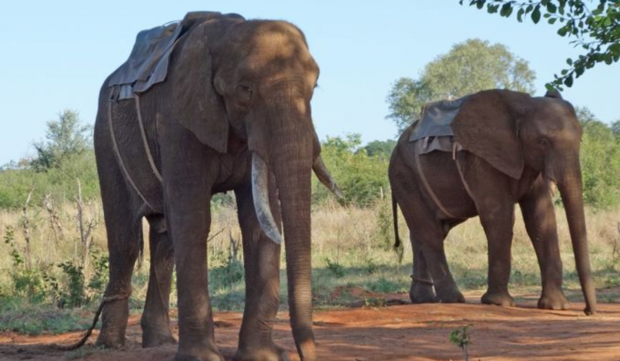 elephantride
