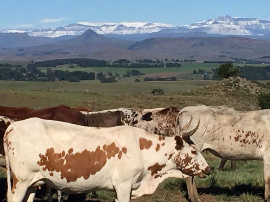 The mountains taken from the Blueberry Hill farm in Nottingham Road. Photo: Sue Nel.