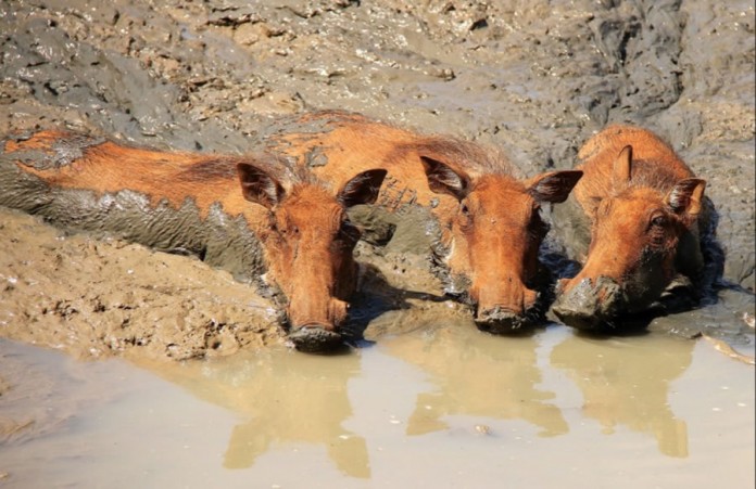 warthogs-th