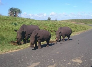 Rhinos slaughtered in KZN