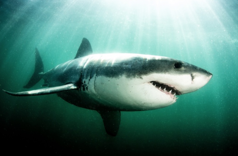 Four Tips on How to Be Shark Smart This Summer - SAPeople - Worldwide