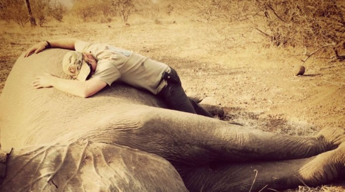 harry-elephant-th