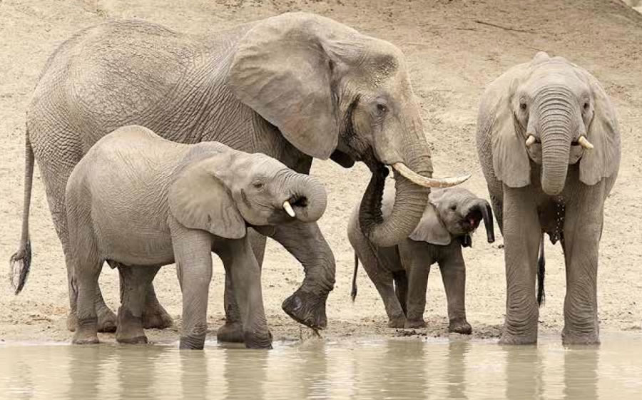 ivory elephants