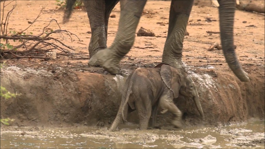 elephant elephant