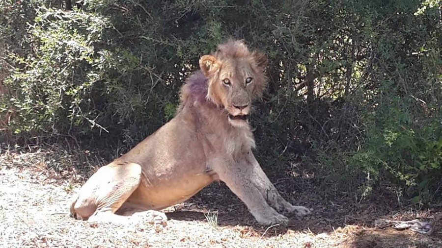 Four Wild Animals in Peril Saved by Kind Humans Across SA - SAPeople -  Worldwide South African News