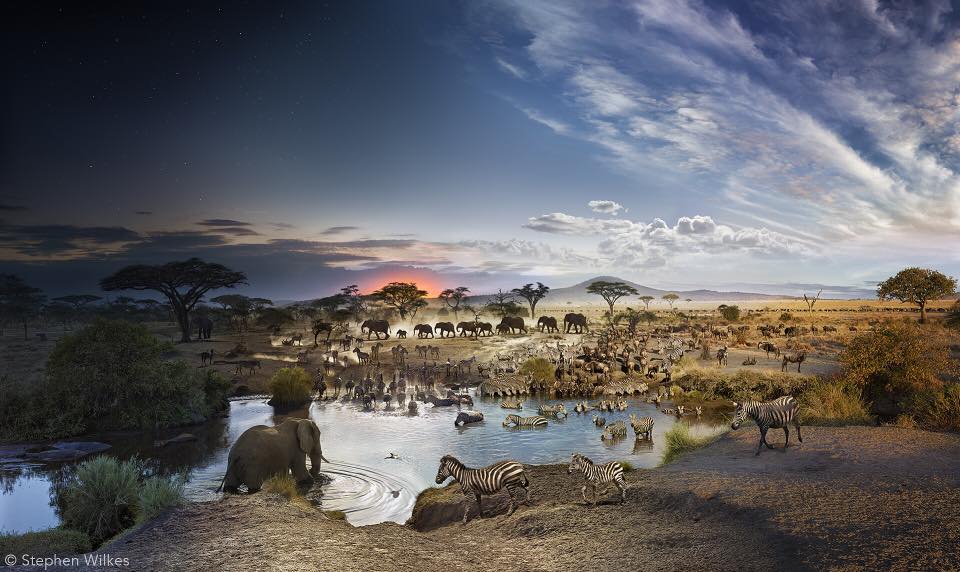 All the animals that visit a water hole in the Serengeti in 1 day