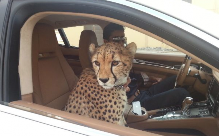 UAE Mulling New Law to Limit Ownership of Wild Animals SAPeople
