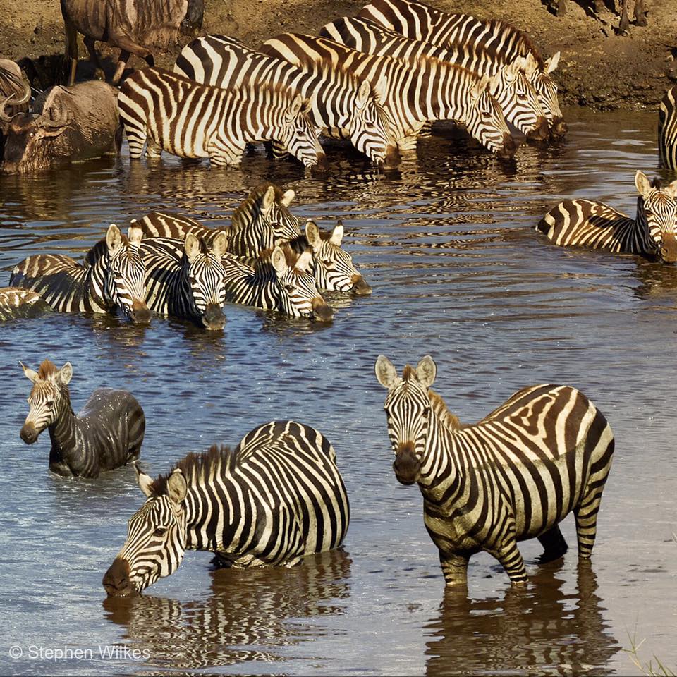 Incredible Image Captures a Watering Hole in Africa from Day to Night