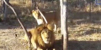 Lion