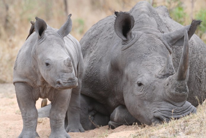 Rhino Rhino