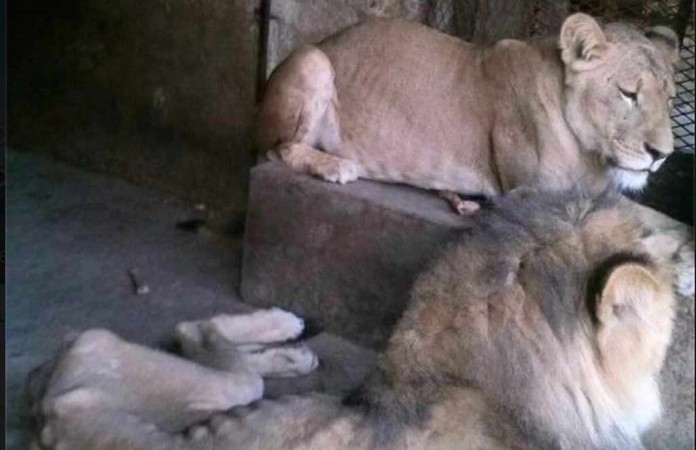 lion yemen lion yemen