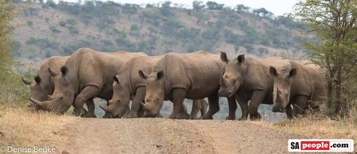 Rhino in South Africa Rhino in South Africa