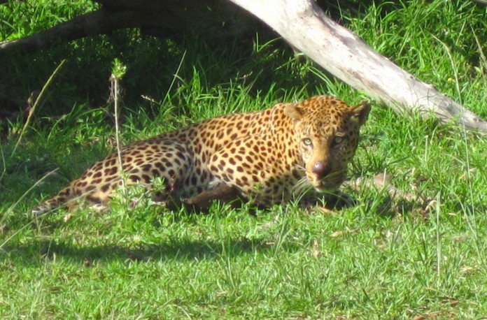 Leopard in KZN3 Leopard in KZN