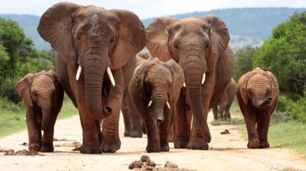 Happy World Wildlife Day #TheFutureIsInOurHands - SAPeople - Worldwide