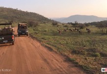 Safari vehicles